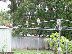 Cairns33 Cyclone Larry